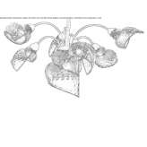 Murano glass chandelier Cebin