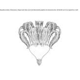 Venetian crystal wall lamp Durack