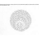 Halogen leaf-shaped wall lamp in silver Dole