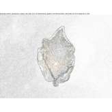 Ręcznie wykonana lampa ścienna z brązu Gjocaj