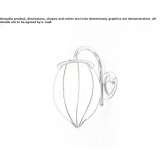 Murano glass wall lamp Brdow