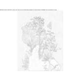The author made an artistic print Antrain