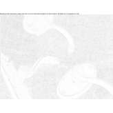 Klamka do drzwi w stylu klasycznym Gaiarine